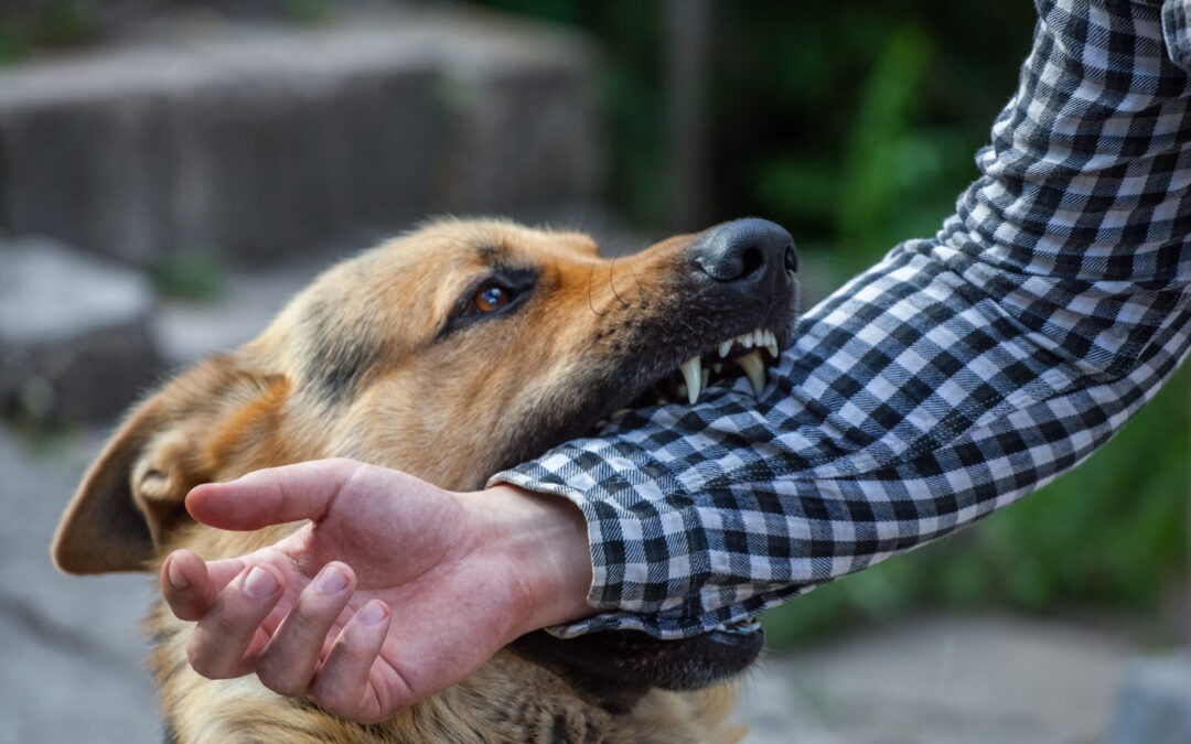 Dog/Animal Attacks